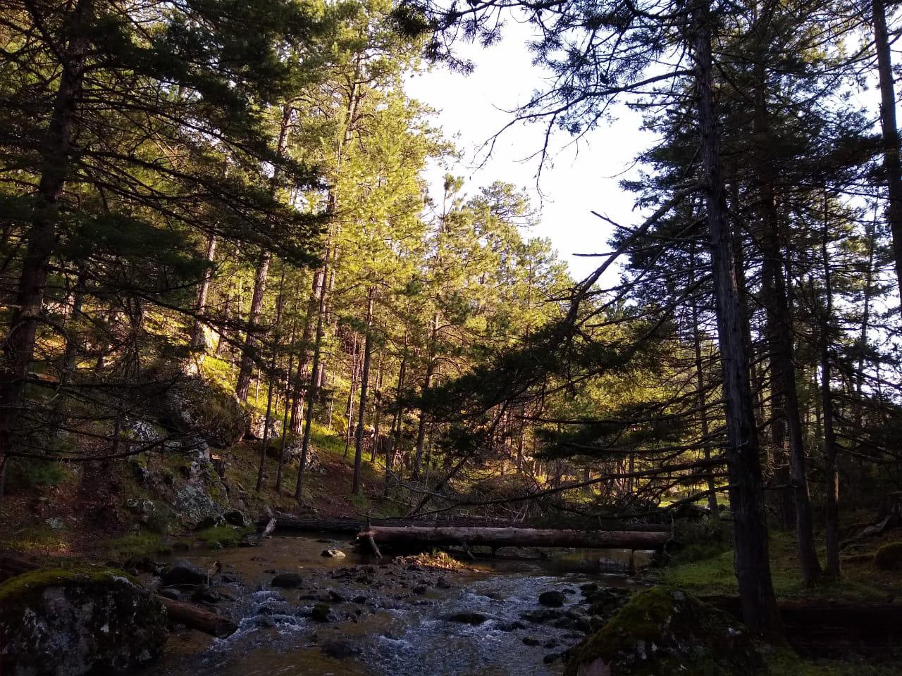 $!El manejo forestal sustentable con enfoque de paisaje permite que preservar el carácter de los bosques del noroeste de Durango como ecosistemas complejos de recursos hídricos, flora y fauna.