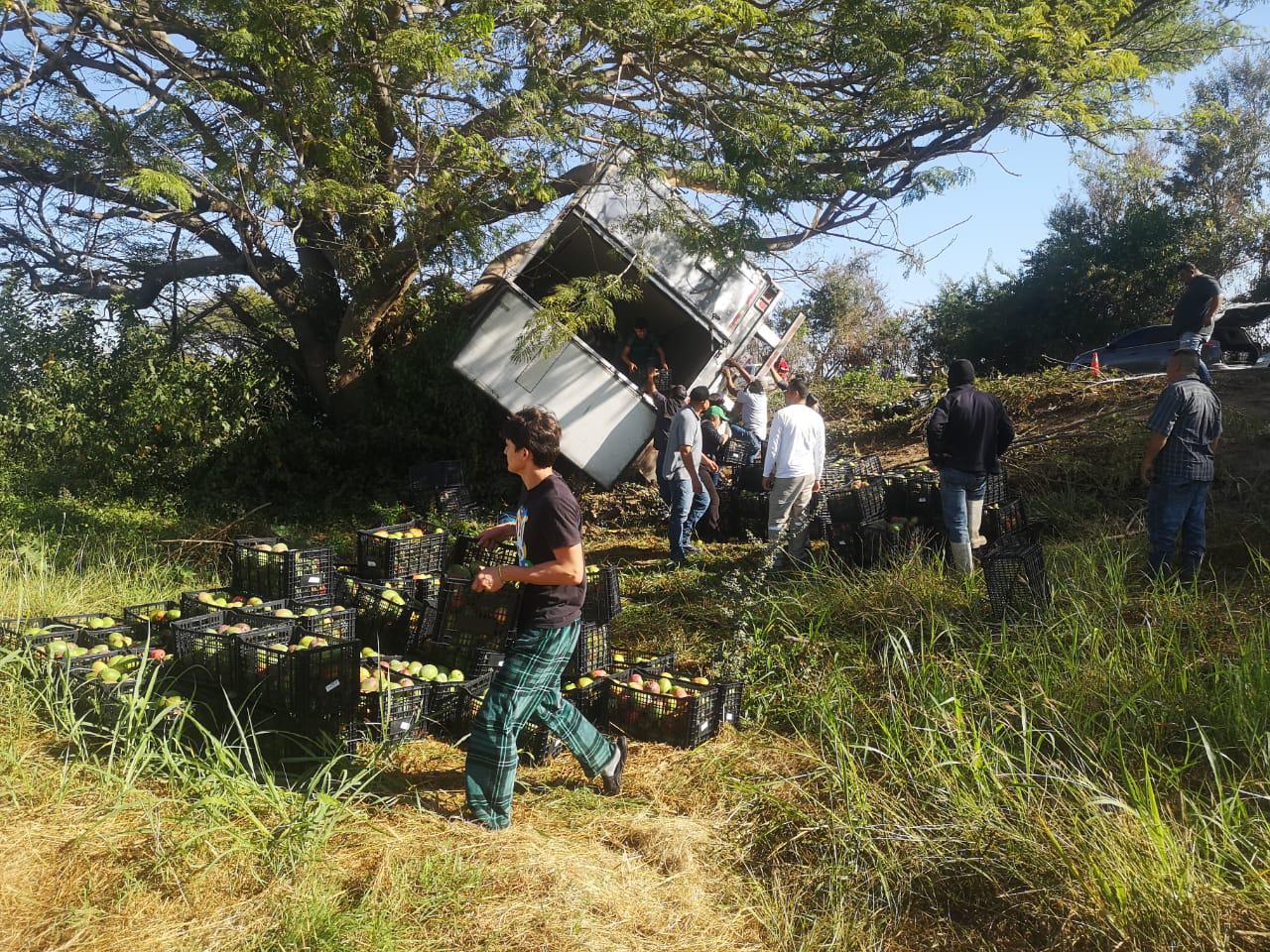 $!Se accidenta tráiler en la Maxipista; rapiñan cientos de mangos