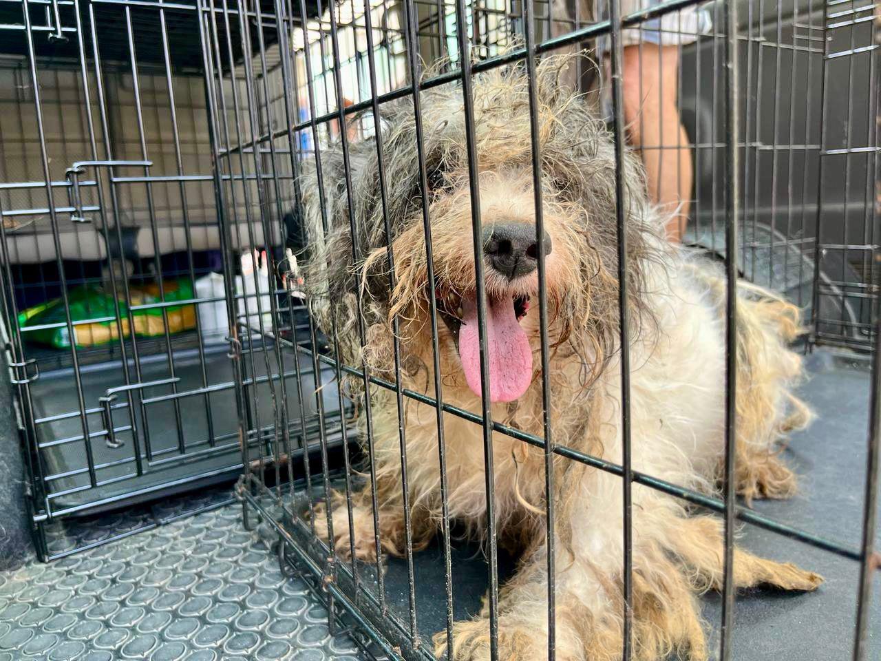 $!Rescatan a 27 perros de abandono y crueldad animal en el Centro de Mazatlán