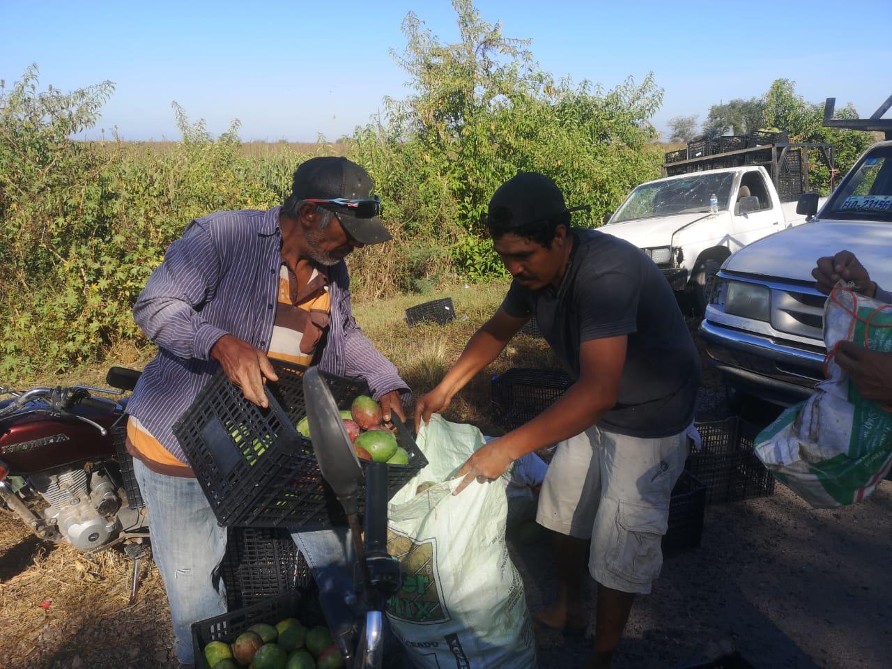 $!Se accidenta tráiler en la Maxipista; rapiñan cientos de mangos