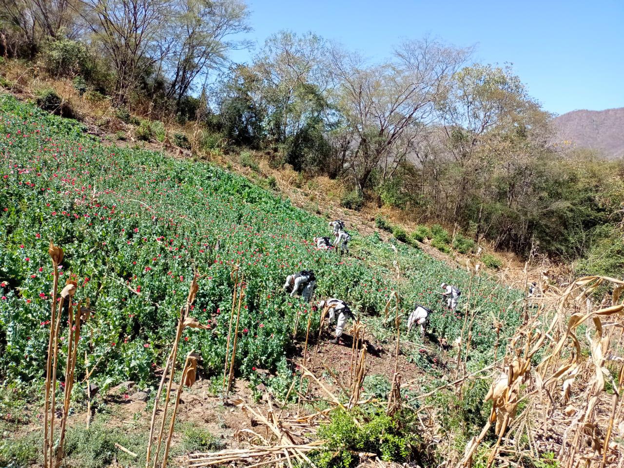 $!Guardia Nacional destruye cultivos de amapola en Durango