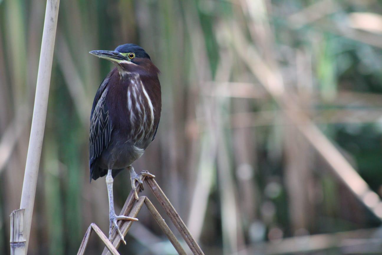 $!Jardín Botánico Culiacán y Parque Ecológico, el oasis de las aves migratorias