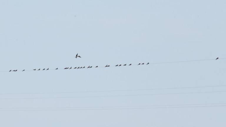 Aves ahora tienen otro sitio para descansar y son los cables de la tirolesa