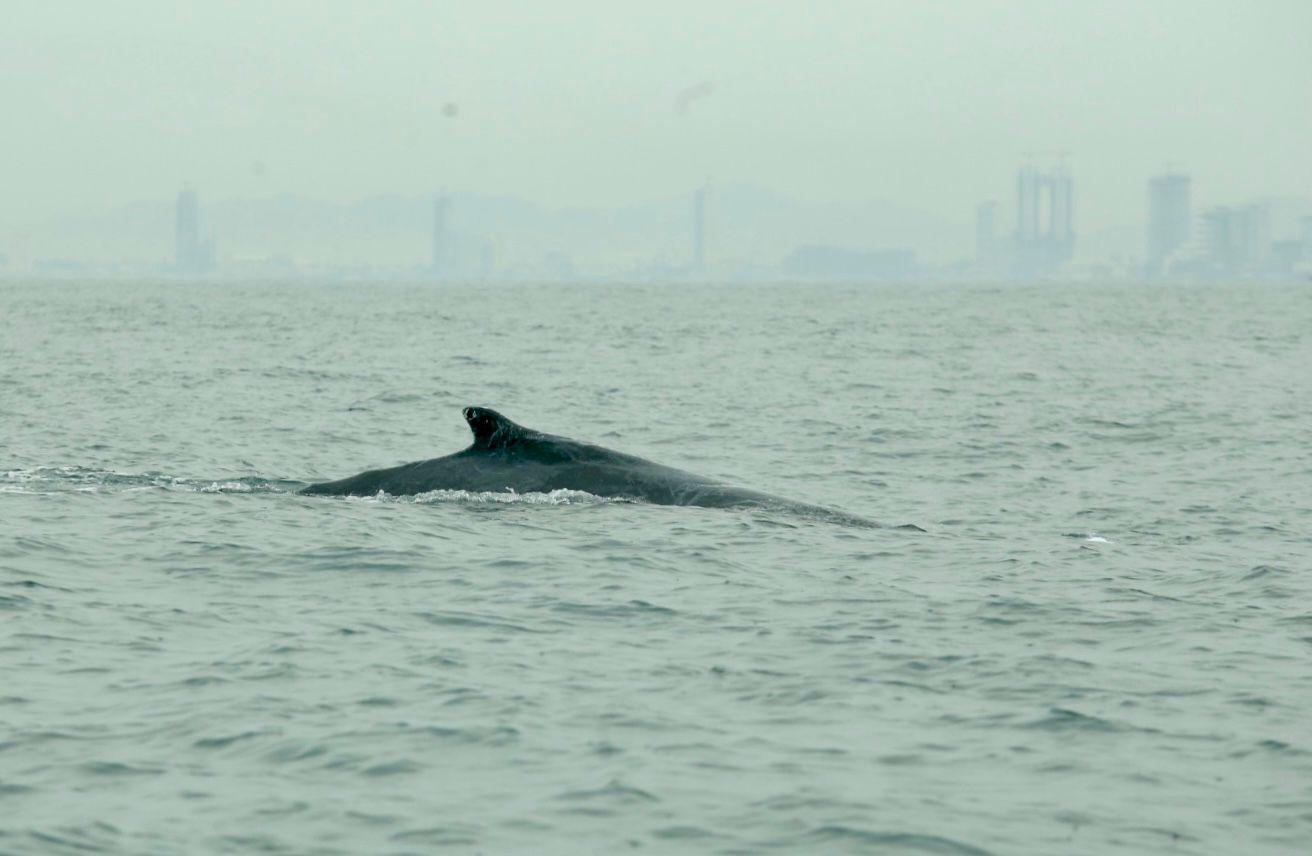 $!Inicia la temporada de avistamiento de ballenas en Mazatlán