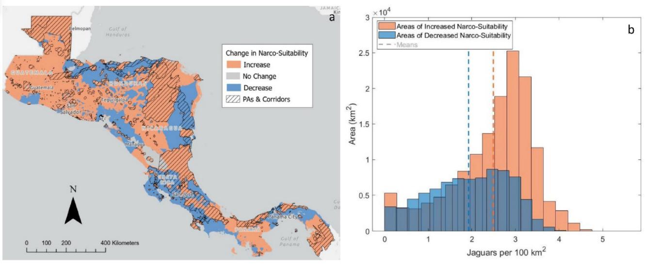 $!a) Cambio previsto en la idoneidad para los cargamentos primarios y secundarios de cocaína después de las presiones máximas de interdicción con áreas protegidas (AP) y corredores de jaguar superpuestos. b) Comparación de las distribuciones de las densidades estimadas de jaguar entre áreas con mayor (naranja) y menor (azul) idoneidad para el narcotráfico después de la presión máxima de interdicción antidrogas. Color naranja: incremento. Color gris: sin cambios. Color azul: reducción. Áreas con líneas negras corresponden a áreas protegidas y corredores de conservación.