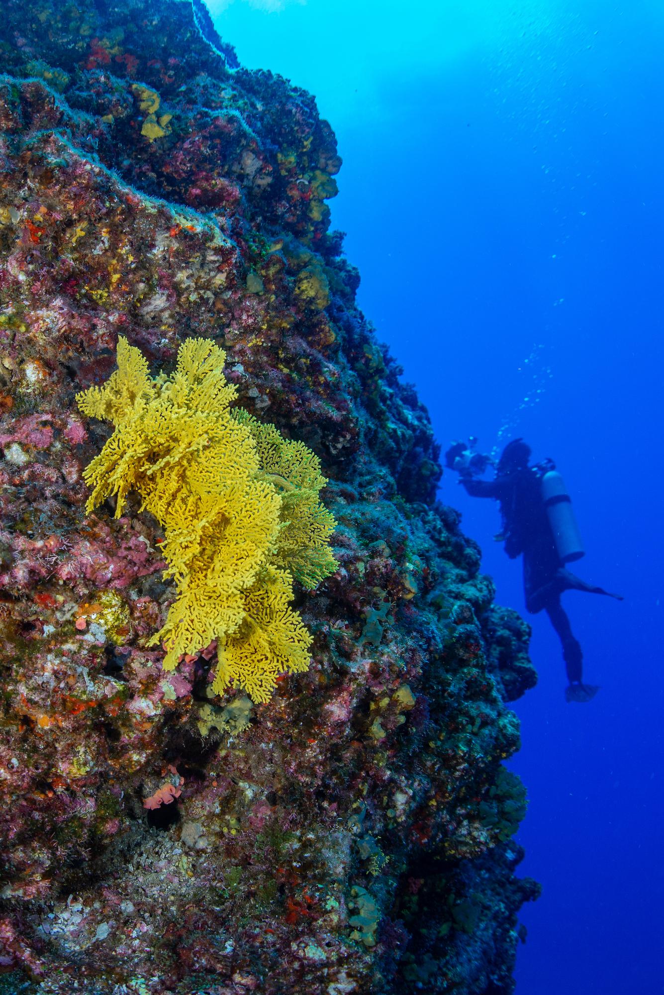 $!Un buzo se acerca a las características formaciones geológicas del sitio de buceo llamado “El Boiler”, en la Isla San Benedicto, en Revillagigedo. Es llamado así por su forma cilíndrica y se trata de uno de los sitios más apreciados por su biodiversidad.