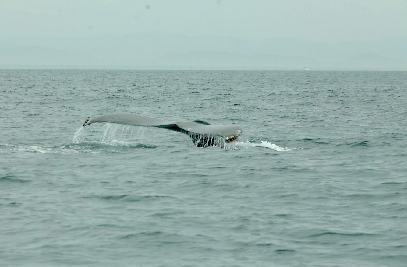 $!Inicia la temporada de avistamiento de ballenas en Mazatlán