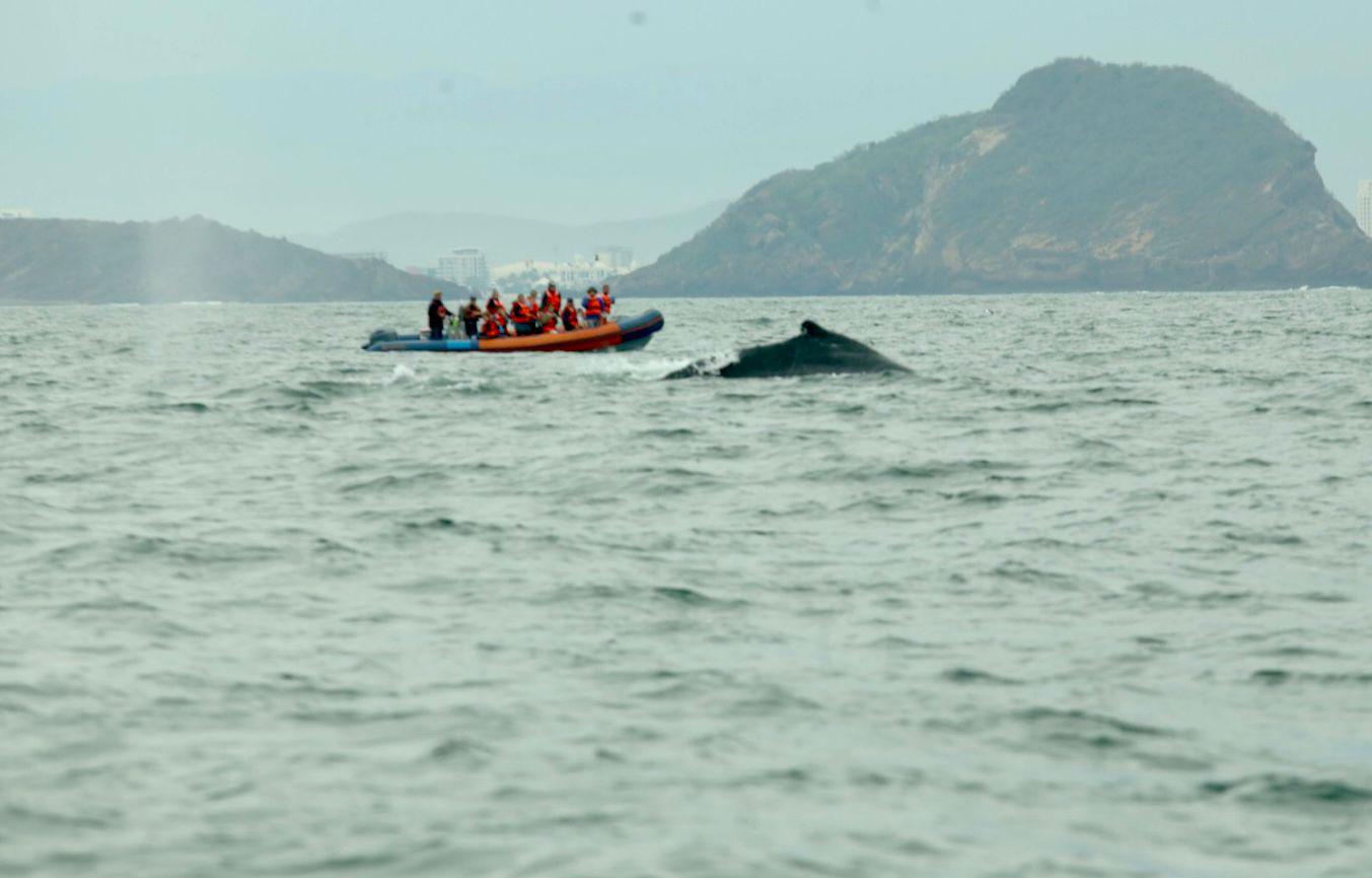 $!Inicia la temporada de avistamiento de ballenas en Mazatlán