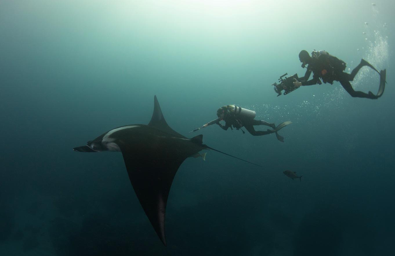 $!Etiquetando manta gigante en el Parque Nacional Revillagigedo.