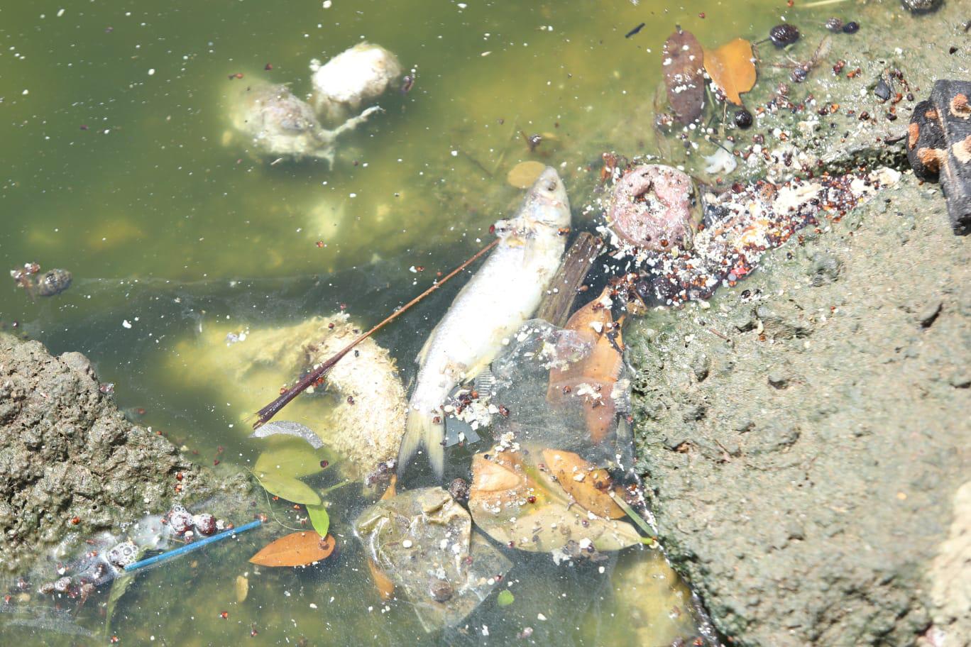 $!Acecha cocodrilo en medio de peces muertos y contaminación, en Estero del Yugo, en Mazatlán