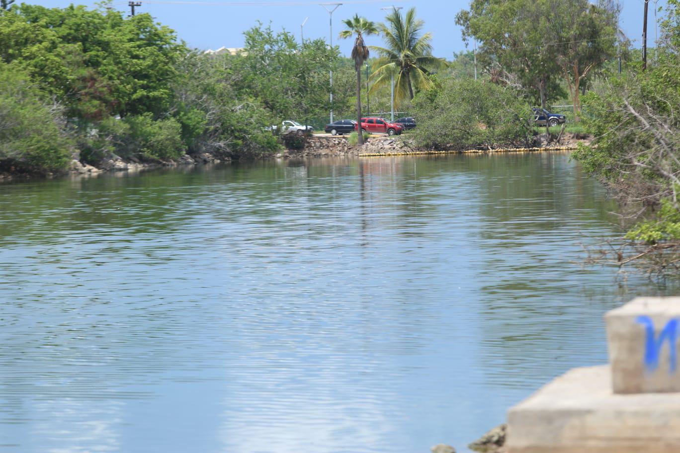 $!Acecha cocodrilo en medio de peces muertos y contaminación, en Estero del Yugo, en Mazatlán