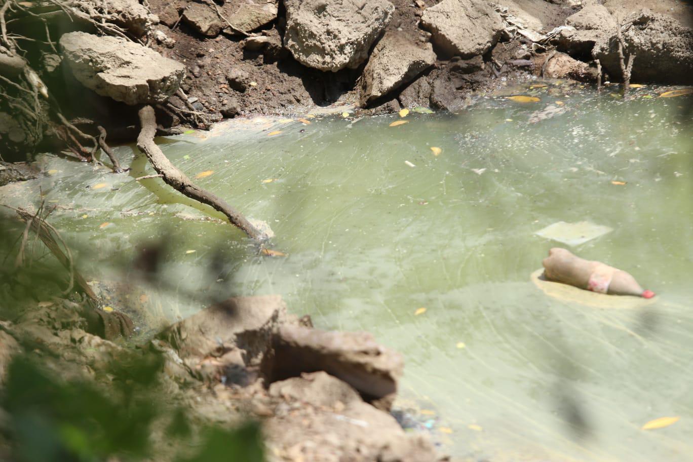 $!Acecha cocodrilo en medio de peces muertos y contaminación, en Estero del Yugo, en Mazatlán