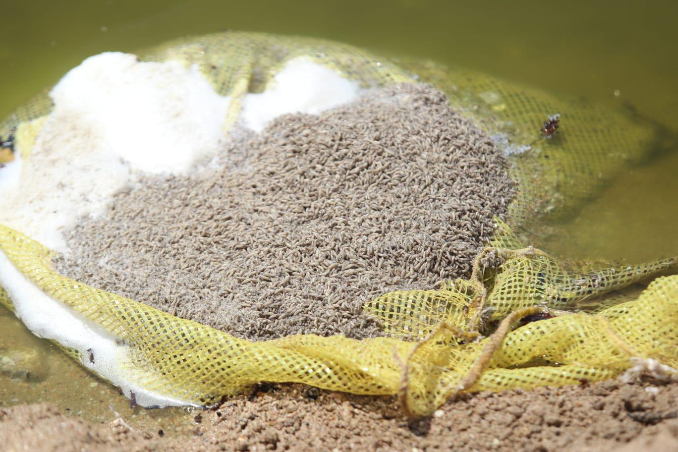 $!Acecha cocodrilo en medio de peces muertos y contaminación, en Estero del Yugo, en Mazatlán