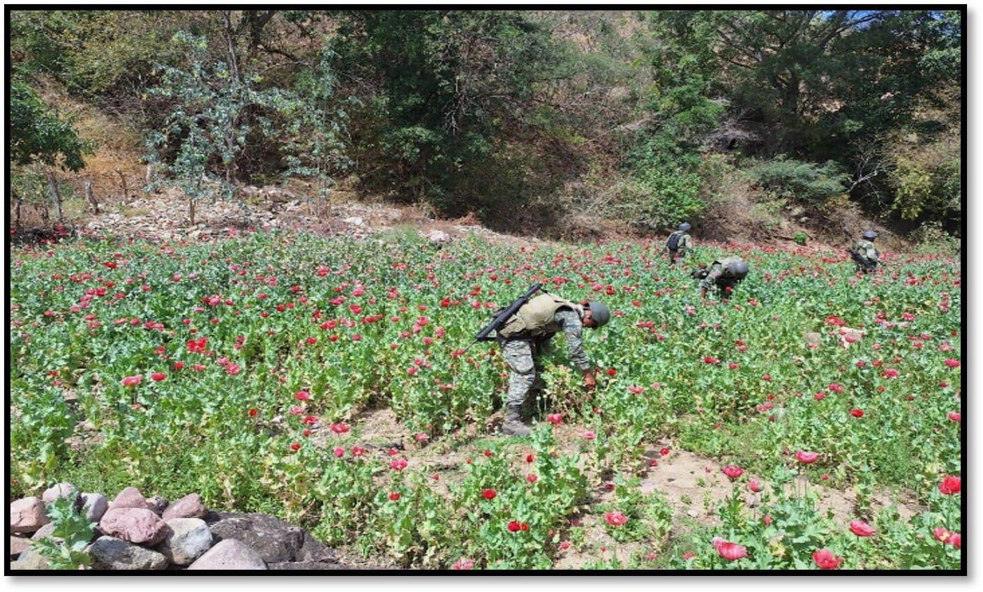 $!Aseguran mil 350 litros de químicos para fabricar droga en Cosalá