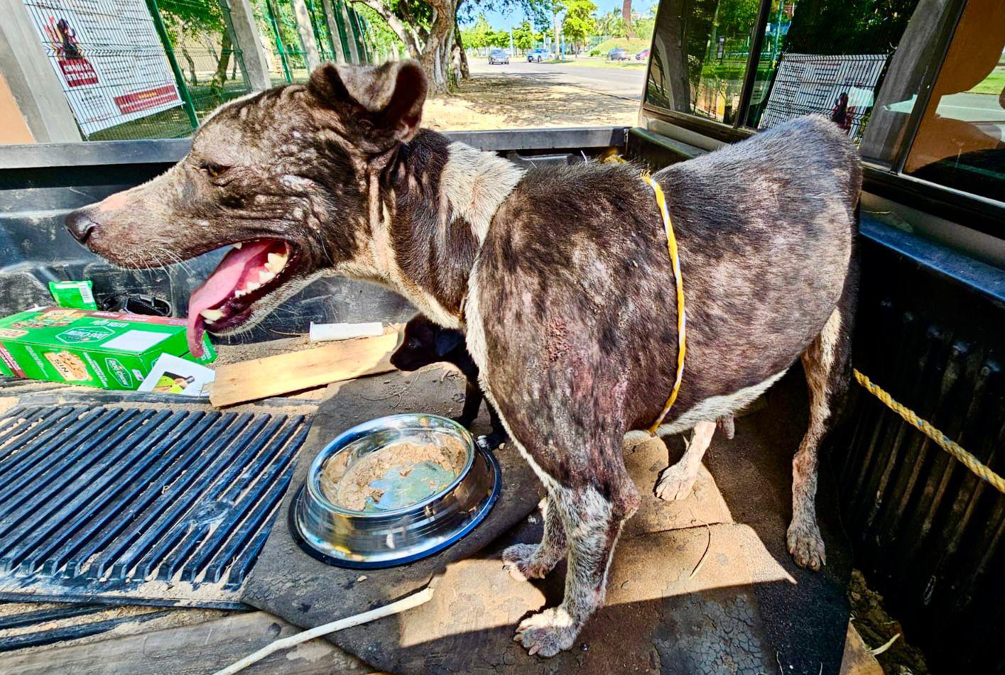 $!Rescatan a siete perritos en el Basurón municipal; tienen garrapatas, sarna y están desnutridos