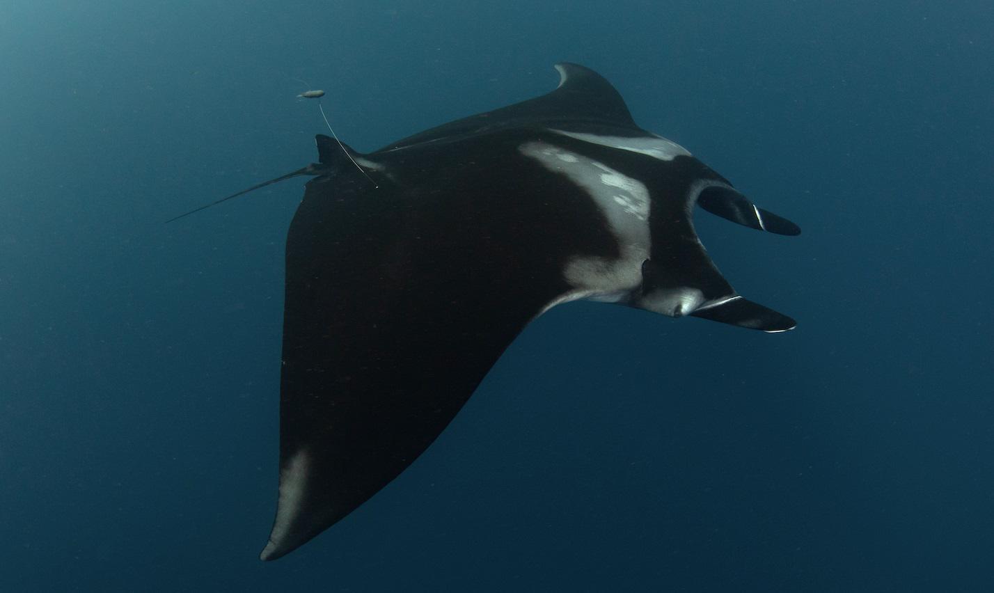 $!Manta gigante con una marca satelital en el Parque Nacional Revillagigedo. Esta manta se llama “Alice”, es una hembra madura de aproximadamente 5.5 metros.