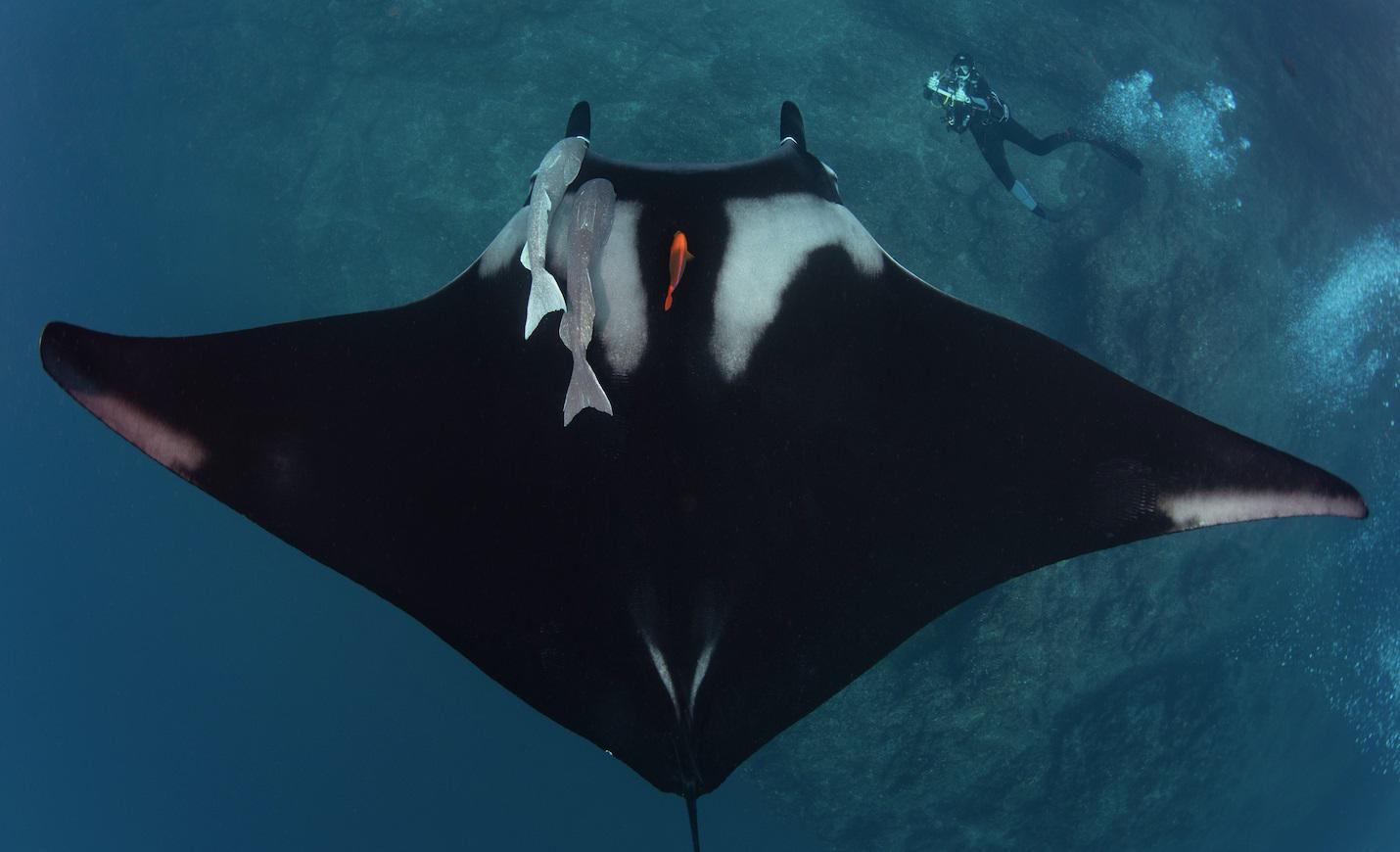 $!Madalena Pereira Cabral durante la medición de una manta gigante.