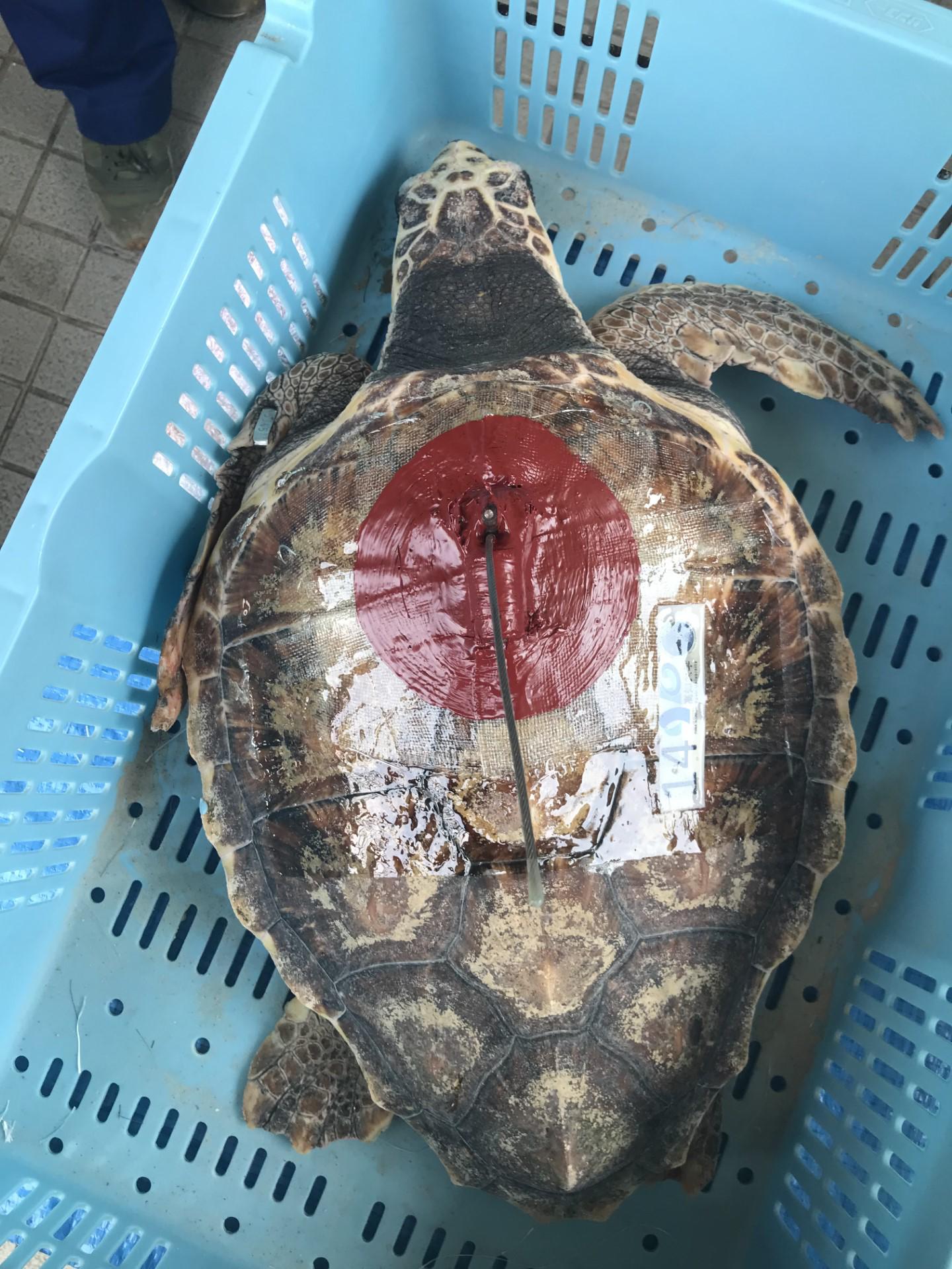 $!Cada tortuga caguama puede ser rastreada en loggerheadstretch.org gracias a una etiqueta satelital adherida a su caparazón.