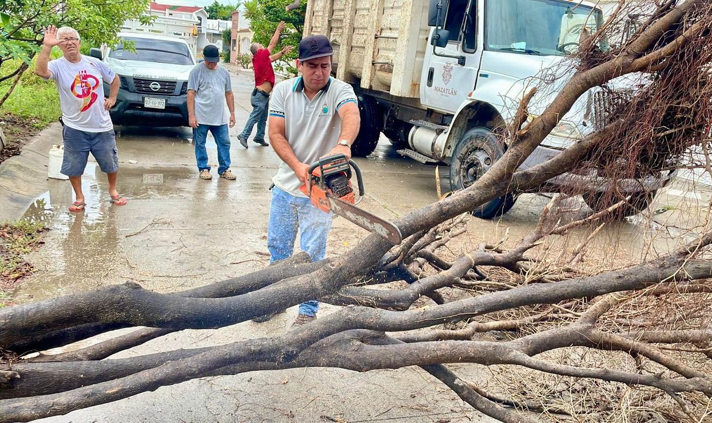 $!Levantan árboles caídos y realizan trabajos de limpieza tras lluvias en Mazatlán