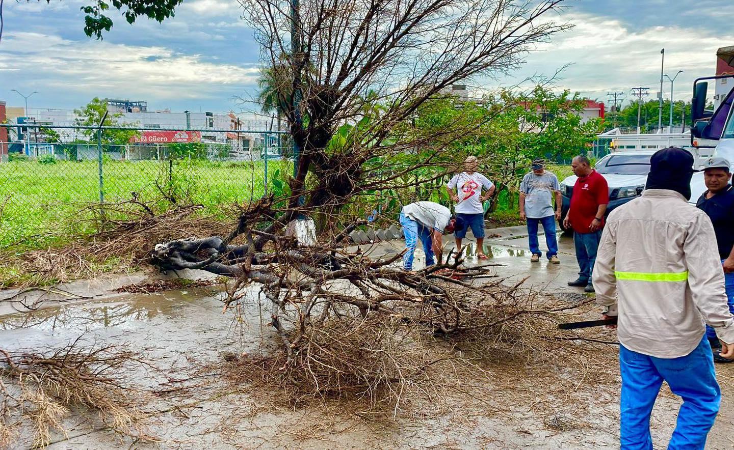 $!Levantan árboles caídos y realizan trabajos de limpieza tras lluvias en Mazatlán