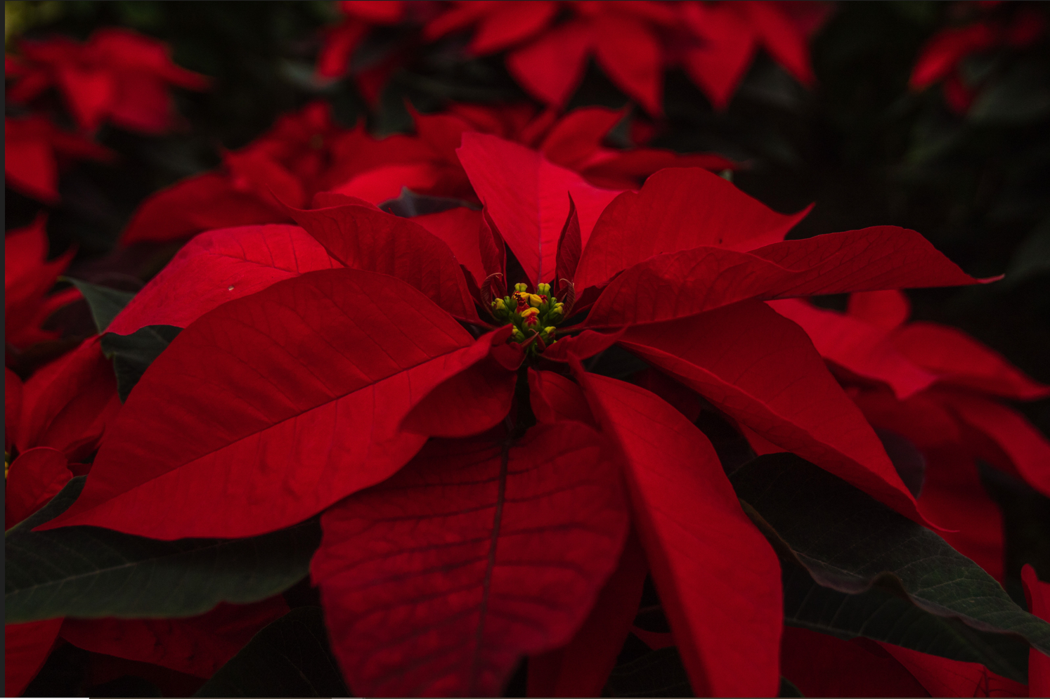 $!Flor de Nochebuena, lista para las fiestas decembrinas