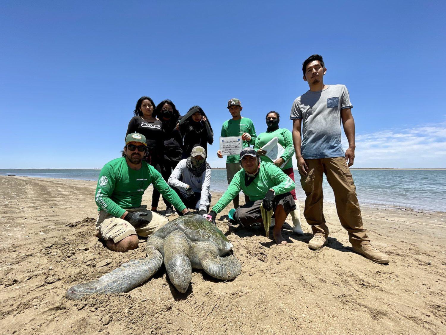 $!Los Becerra, ex pescadores que hoy monitorean y rescatan tortugas marinas en el noroeste de México