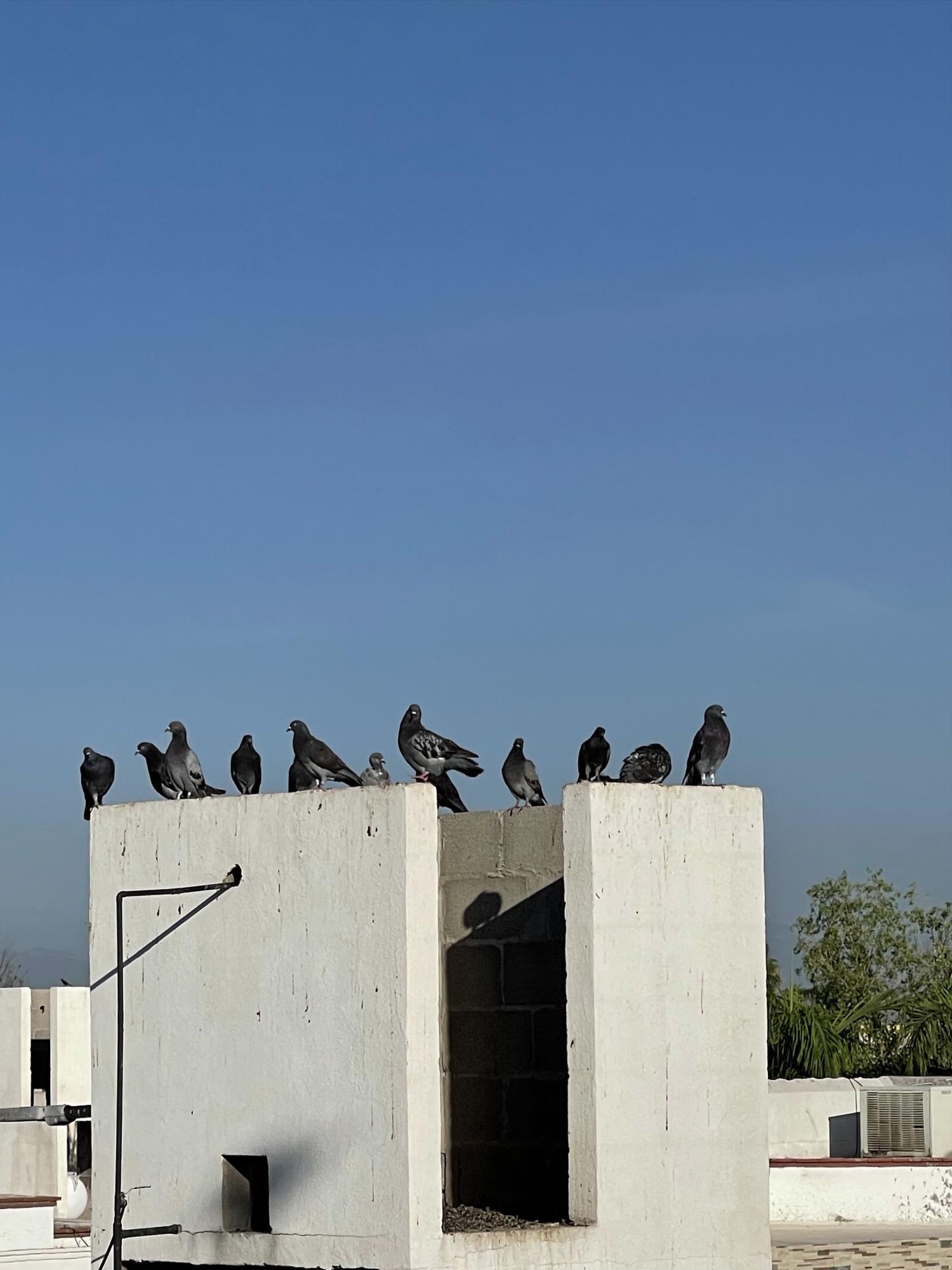 $!Una parvada de palomas reposa sobre el resguardo de un tinaco en la región Laguna.