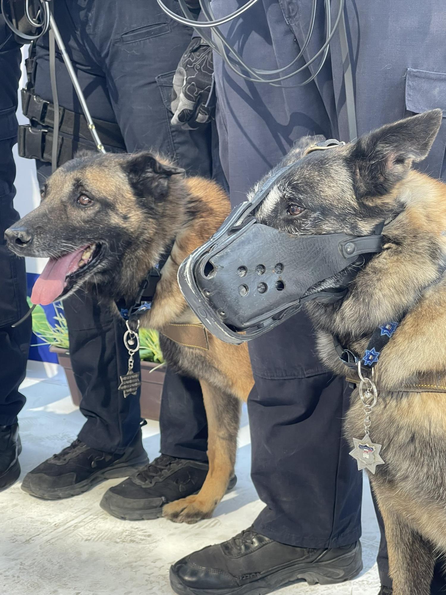 $!Se jubila ‘Bubu’ tras 9 años de servicio en la unidad K9 y recibe emotivo mensaje