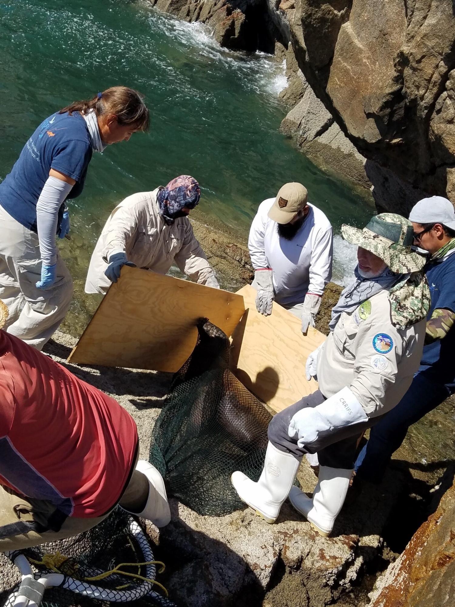 $!México: la misión de salvar a los lobos marinos de las artes de pesca abandonadas