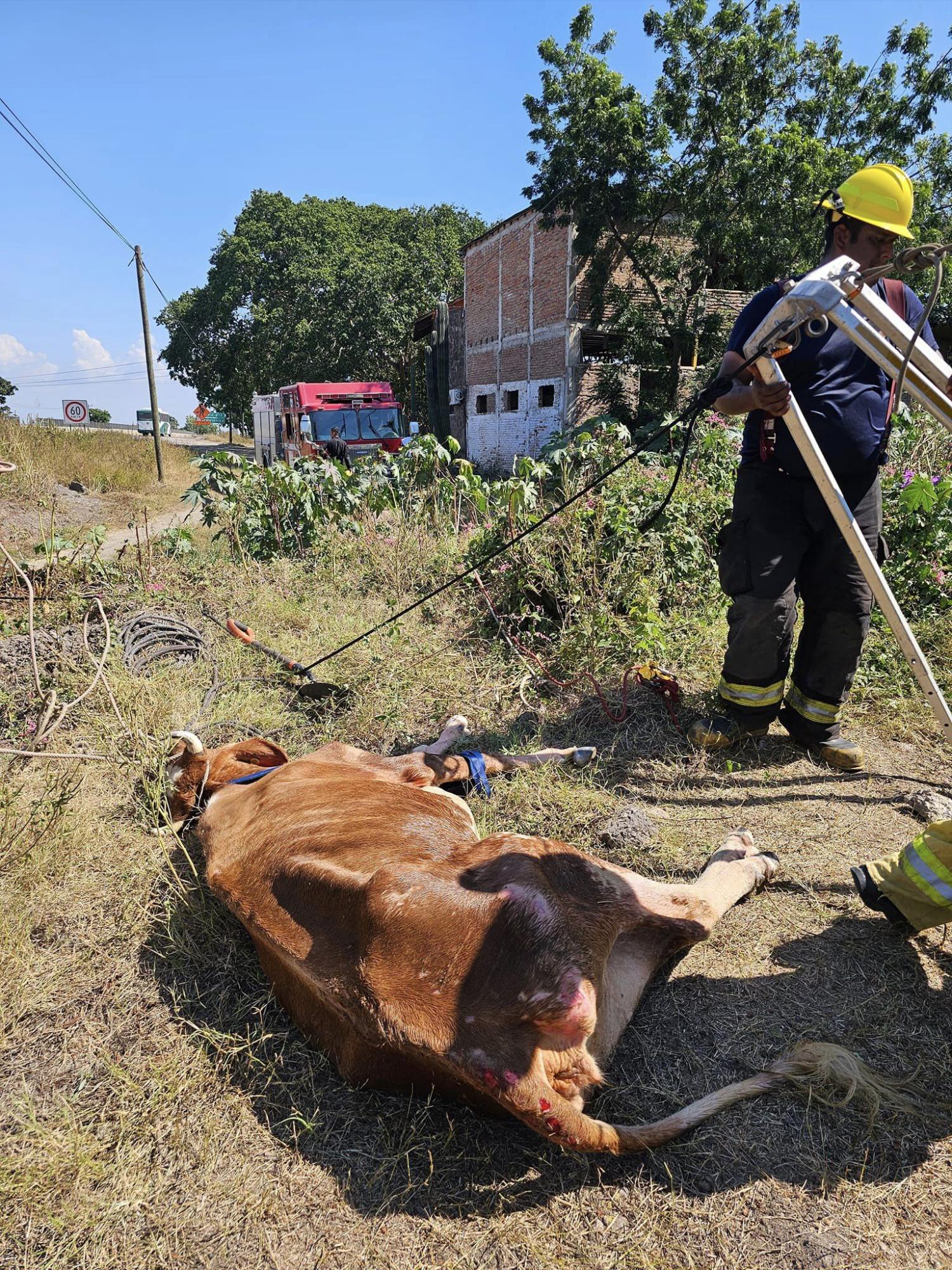 $!Rescatan una vaca que tenía más de una semana dentro de una fosa, frente al penal de Mazatlán