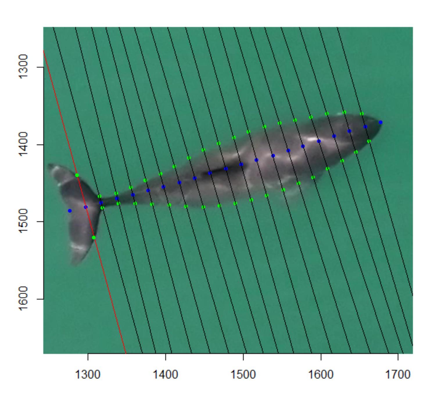 $!Medición de una vaquita marina (Phocoena sinus) avistada en mayo del 2024 en el Alto Golfo de California.