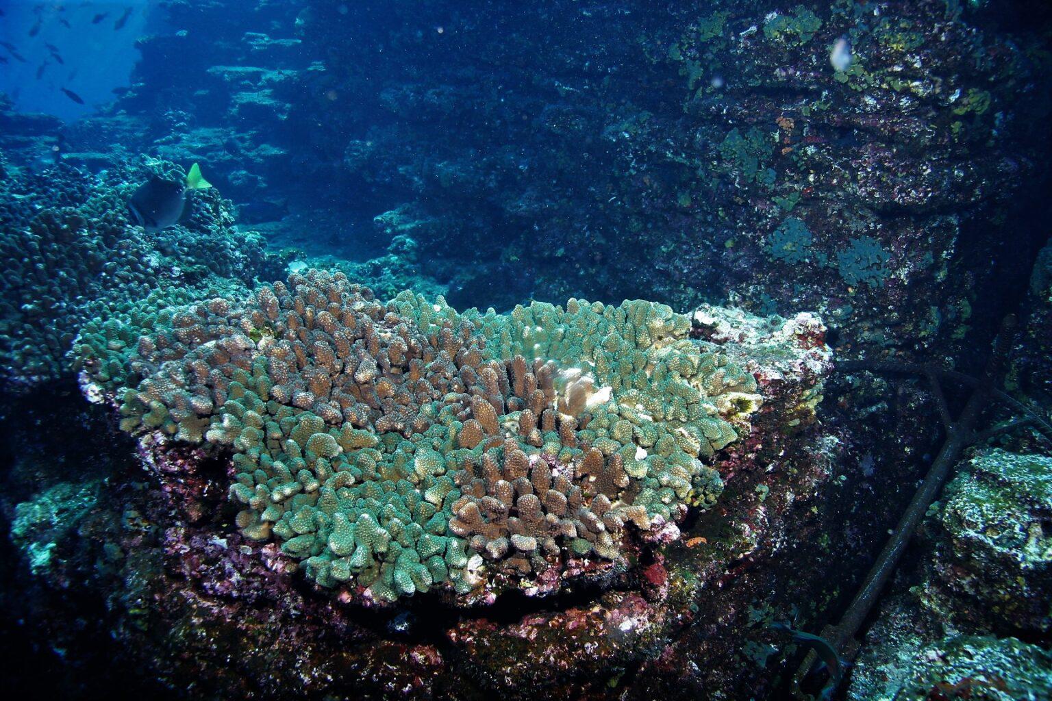 $!Una cabeza de coral pétreo del género Pocillopora.