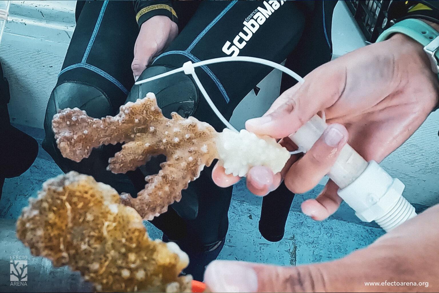 $!Equipo de restauración de Efecto Arena seleccionando fragmentos de coral del género Pocillopora para sembrar en un sitio de restauración.