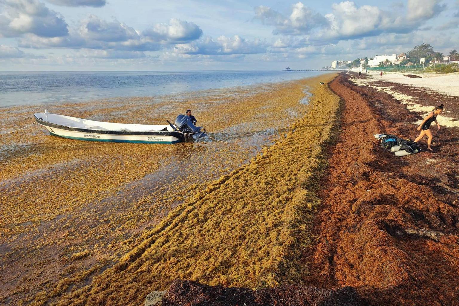 $!Llegada del sargazo al estado de Quintana Roo, México, en 2022.