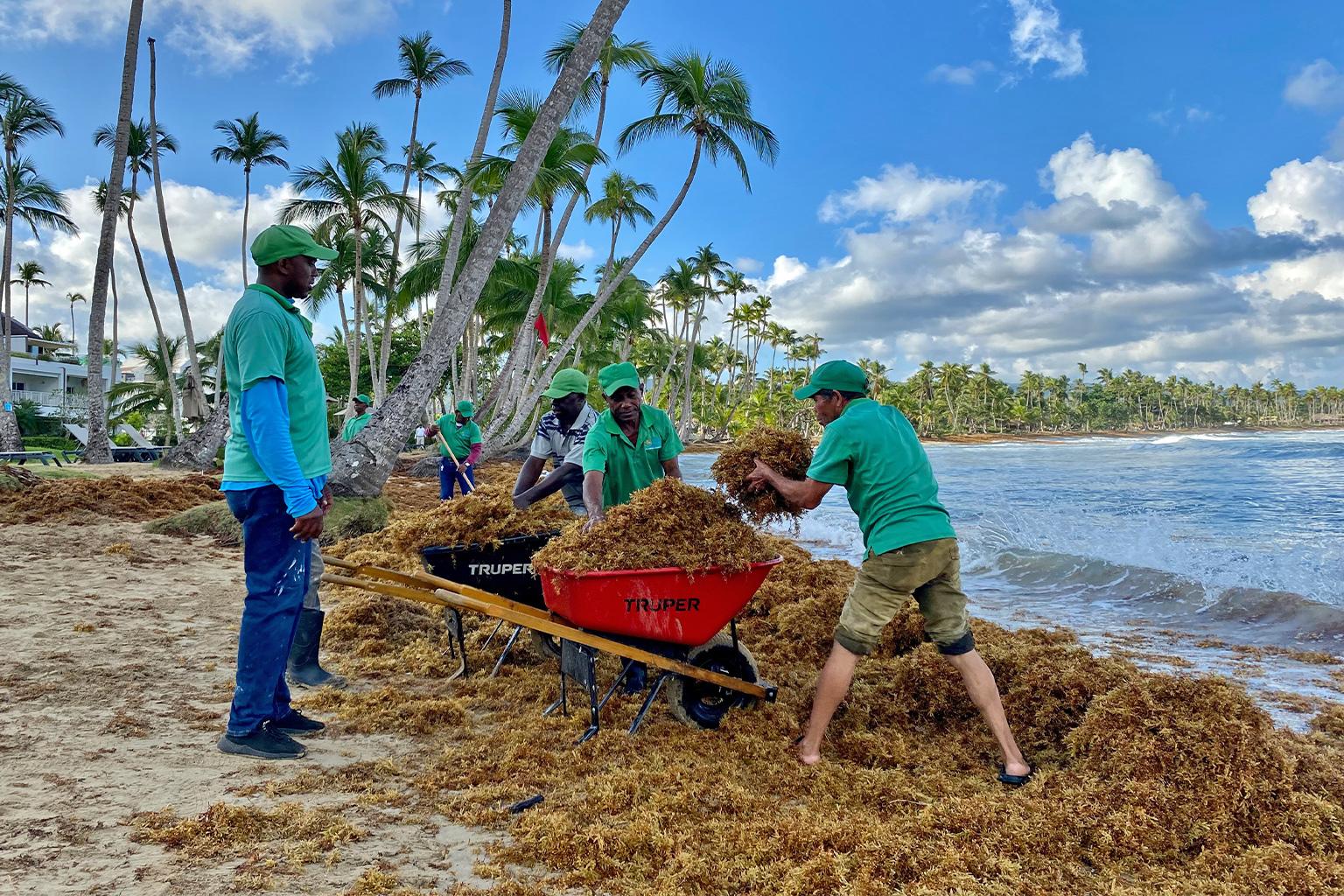 $!Lugareños limpian una playa de sargazo temprano por la mañana en República Dominicana. Las oleadas cada vez más intensas del sargazo están representando un reto para los países caribeños.