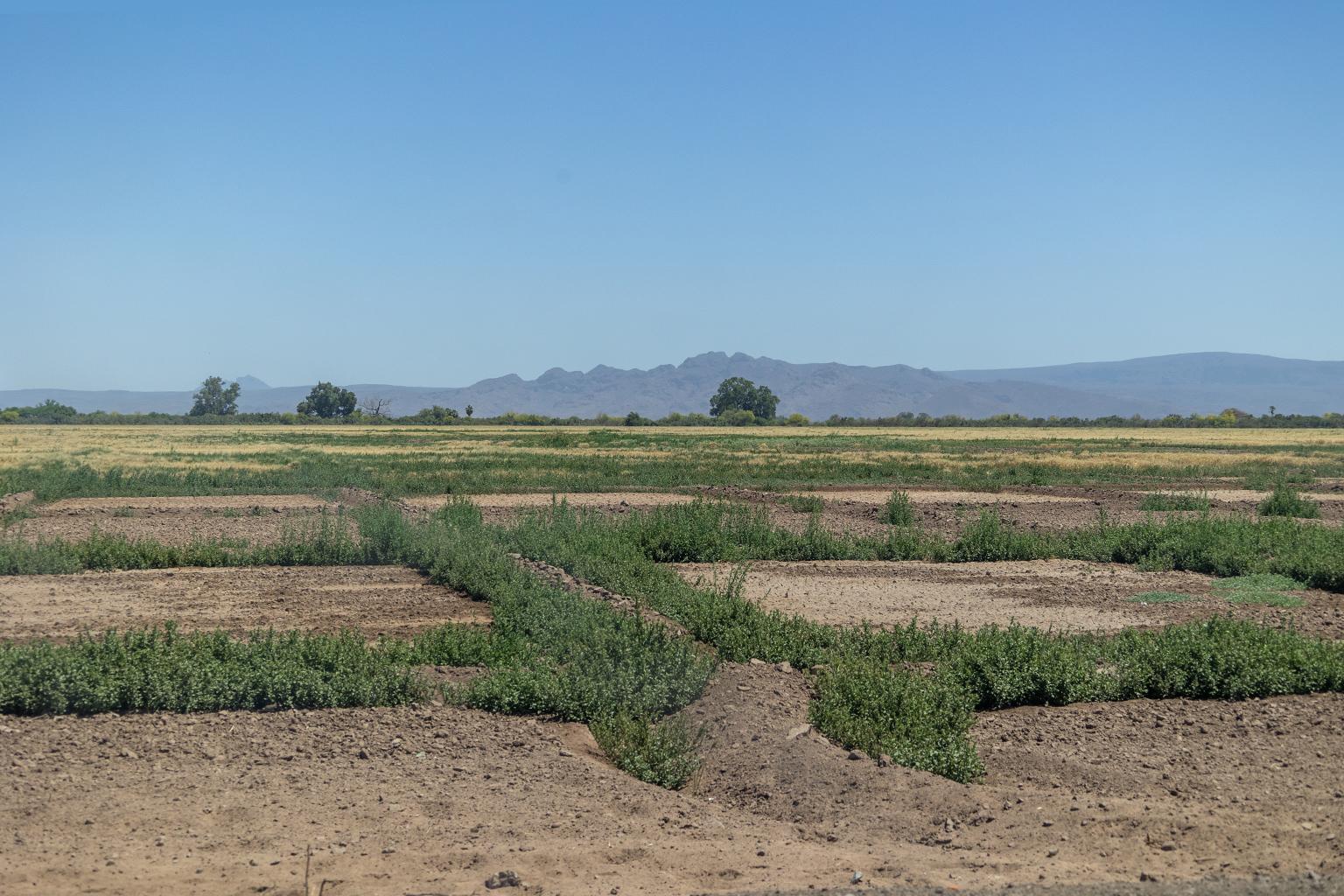 $!A pesar de sus problemas de agua, el valle del Yaqui se considera uno de los graneros más productivos de México.