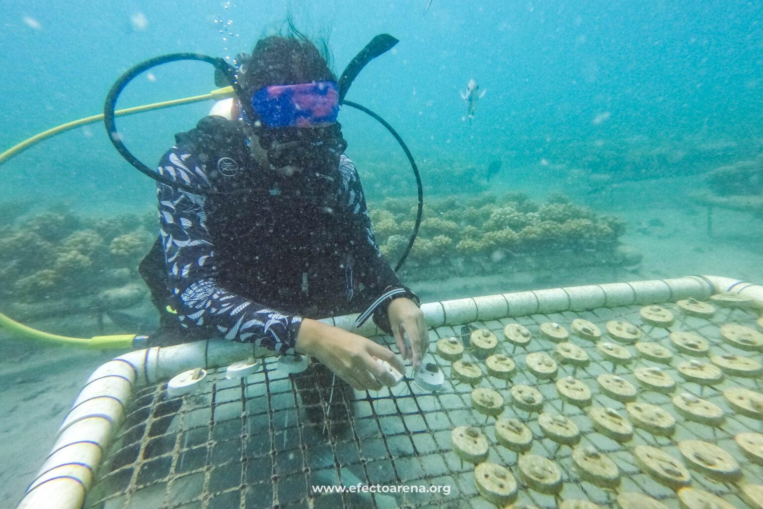 $!Restauradora de Efecto Arena, colocando coral del género Pavona gigantea en una cama del vivero.