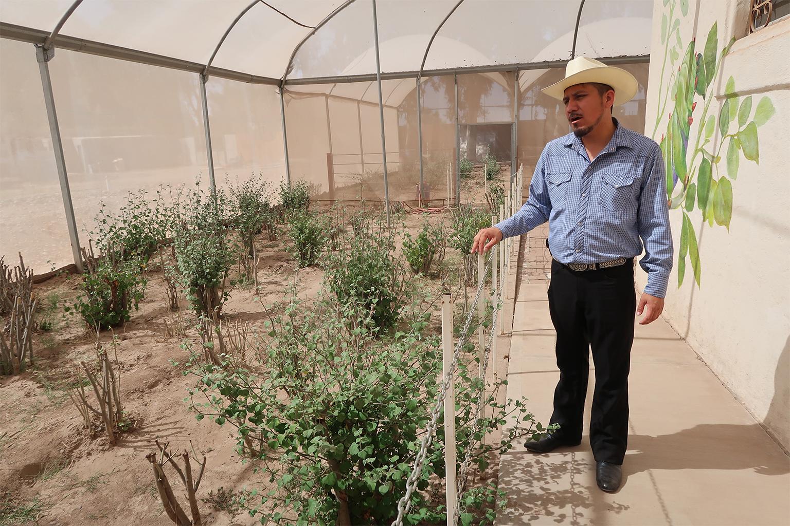 $!Yahel Ulises Estrella Ríos, presidente del Centro Cultural Yo’o Joara en Cócorit, de pie en el mariposario Baiseborimta del centro, que se creó para la conservación y preservación de la especie.