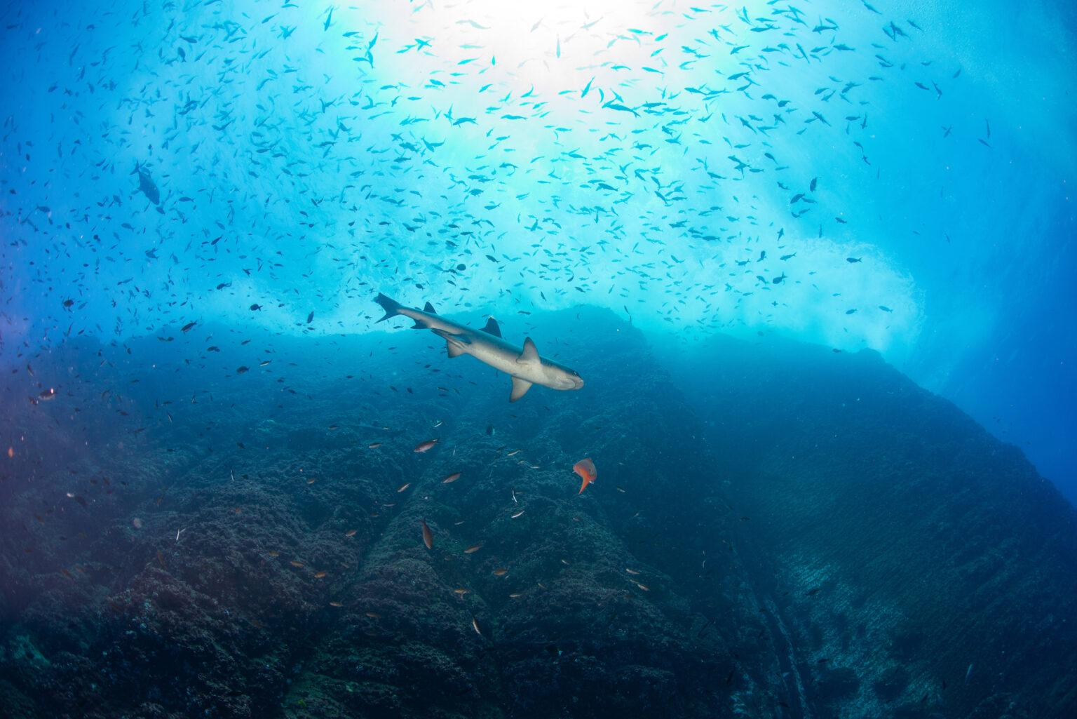 $!La isla Roca Partida es uno de los mejores sitios de buceo del mundo. Cuenta con una increíble cantidad de peces y tiburones que rodean este pequeño monte resultado de un volcán colapsado.