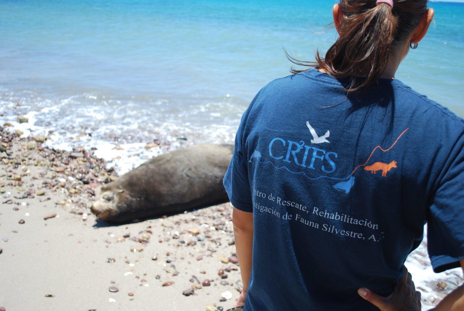 $!México: la misión de salvar a los lobos marinos de las artes de pesca abandonadas