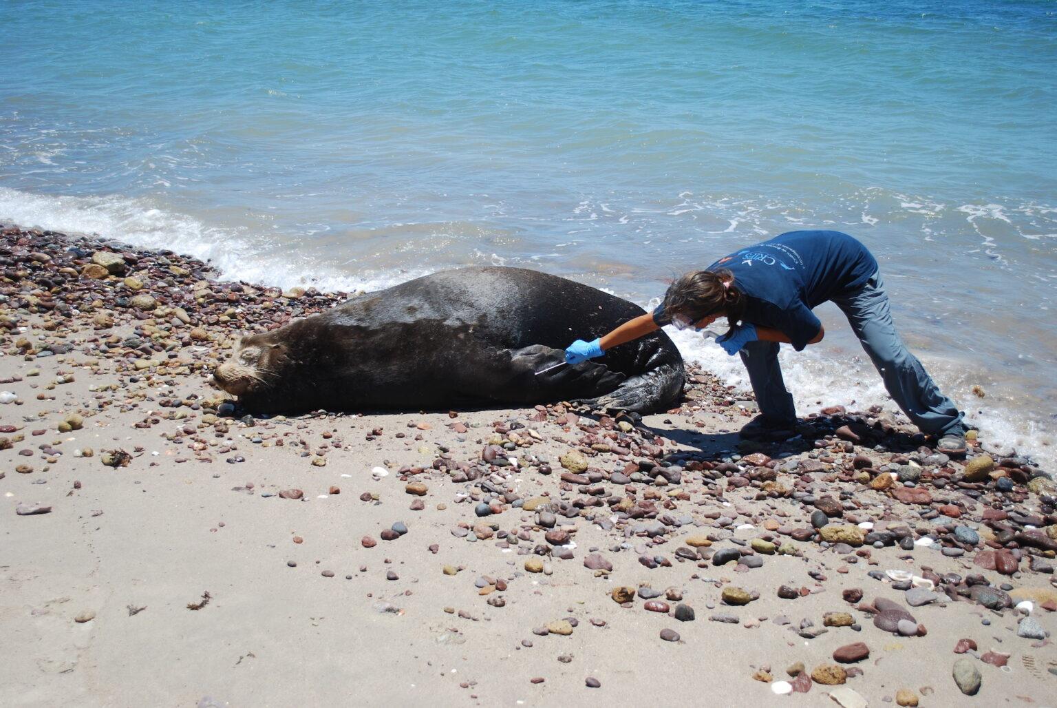 $!México: la misión de salvar a los lobos marinos de las artes de pesca abandonadas