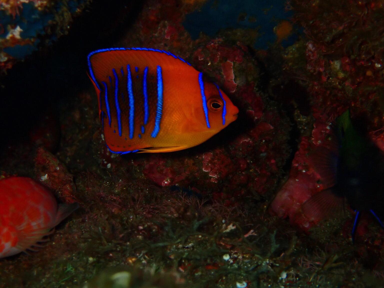 $!Juvenil del pez ángel clarión (Holacanthus clarionensis), endémico de las islas Revillagigedo. Es uno de los peces más apreciados en el mundo por su color y belleza estética.