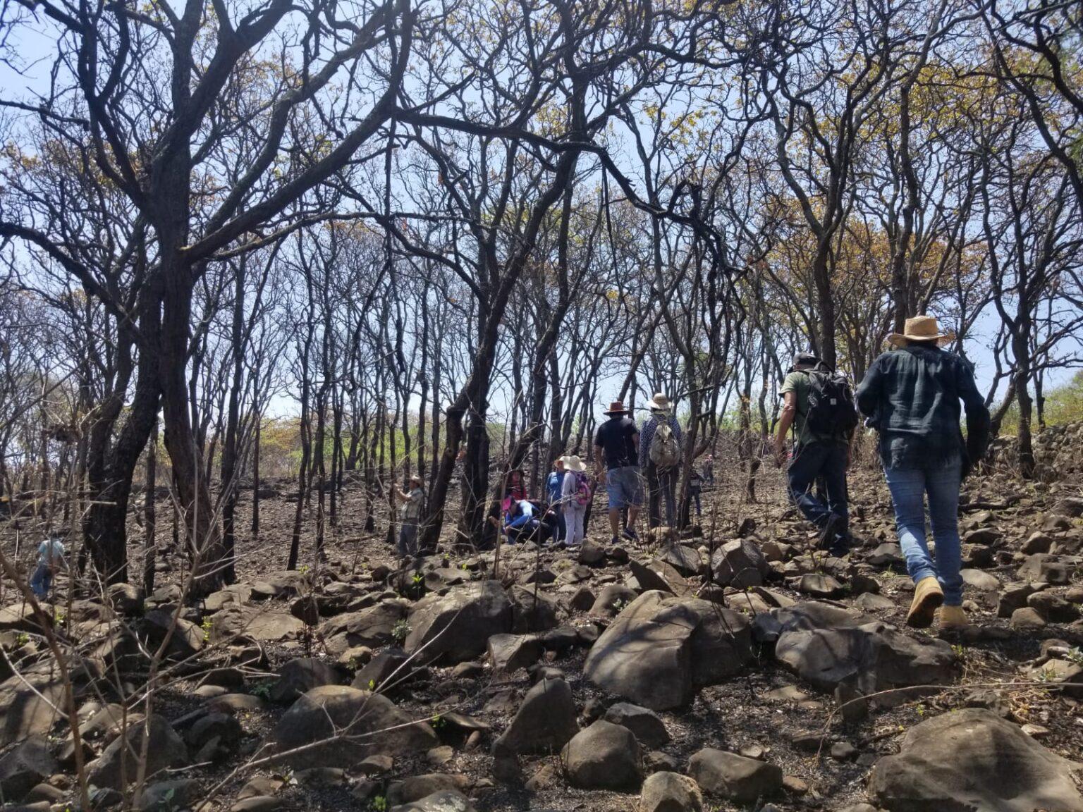 $!México: como un roble, así es la convicción de los guardianes del bosque de Juanacatlán