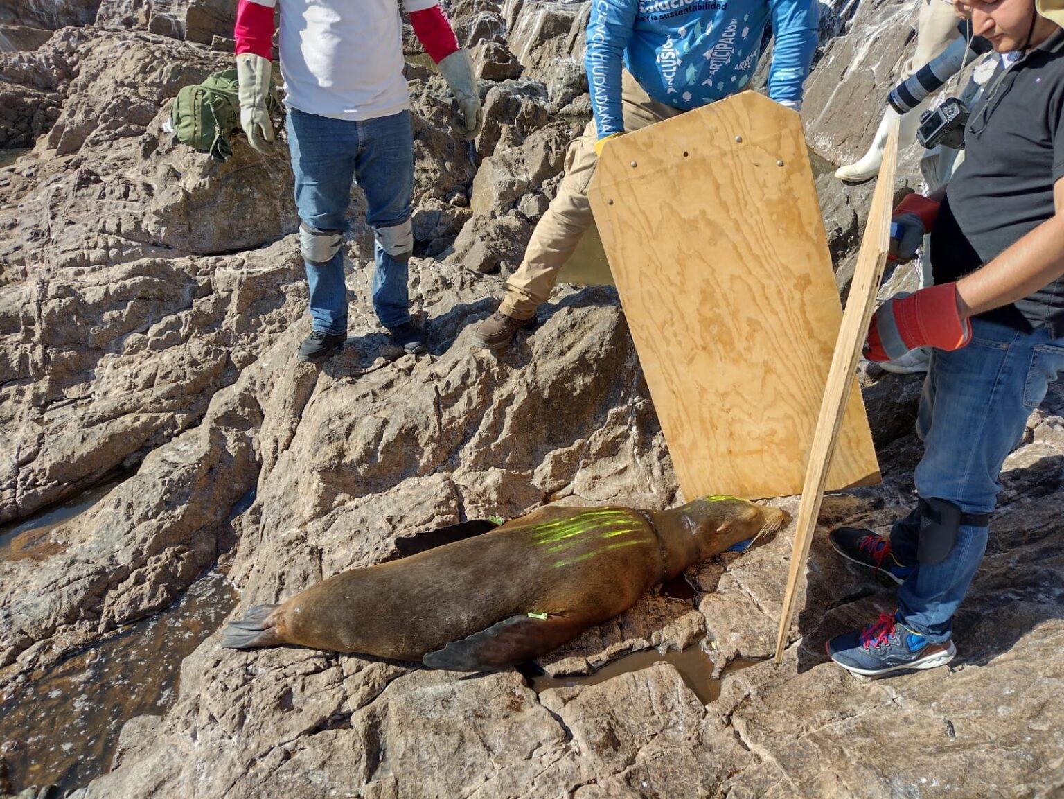 $!México: la misión de salvar a los lobos marinos de las artes de pesca abandonadas