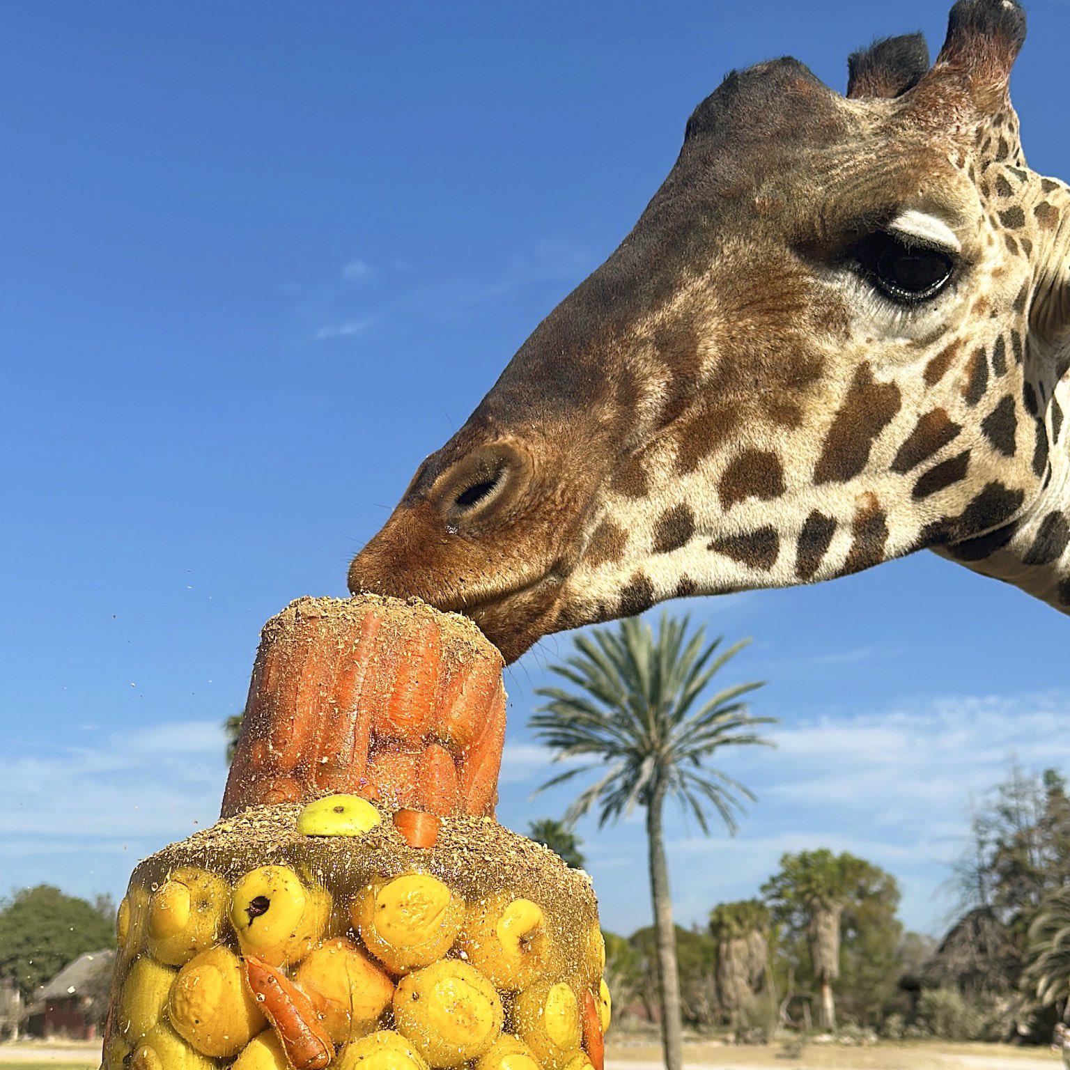 $!Jirafa Benito se integra a su nueva manada en Africam Safari en Puebla