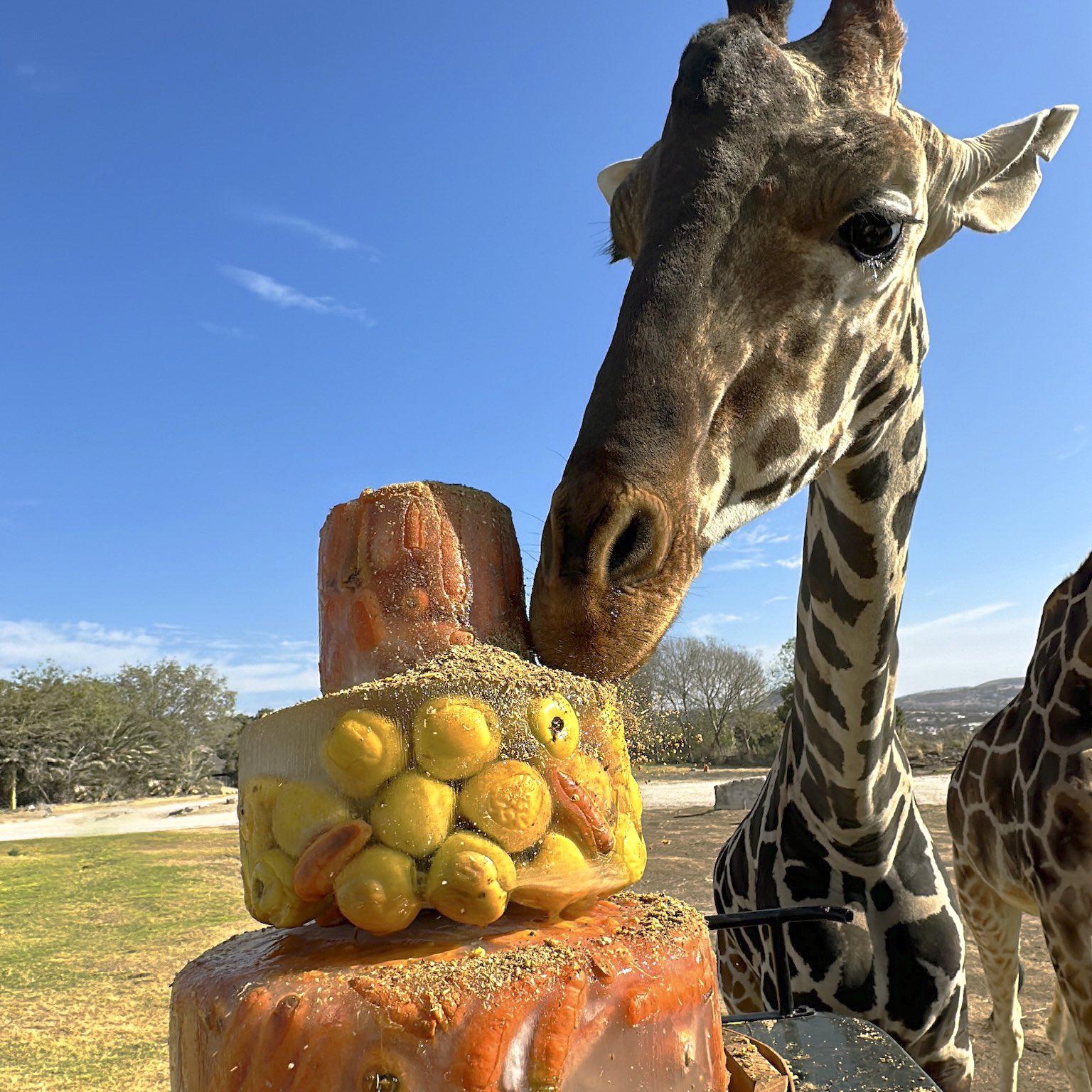 $!Jirafa Benito se integra a su nueva manada en Africam Safari en Puebla