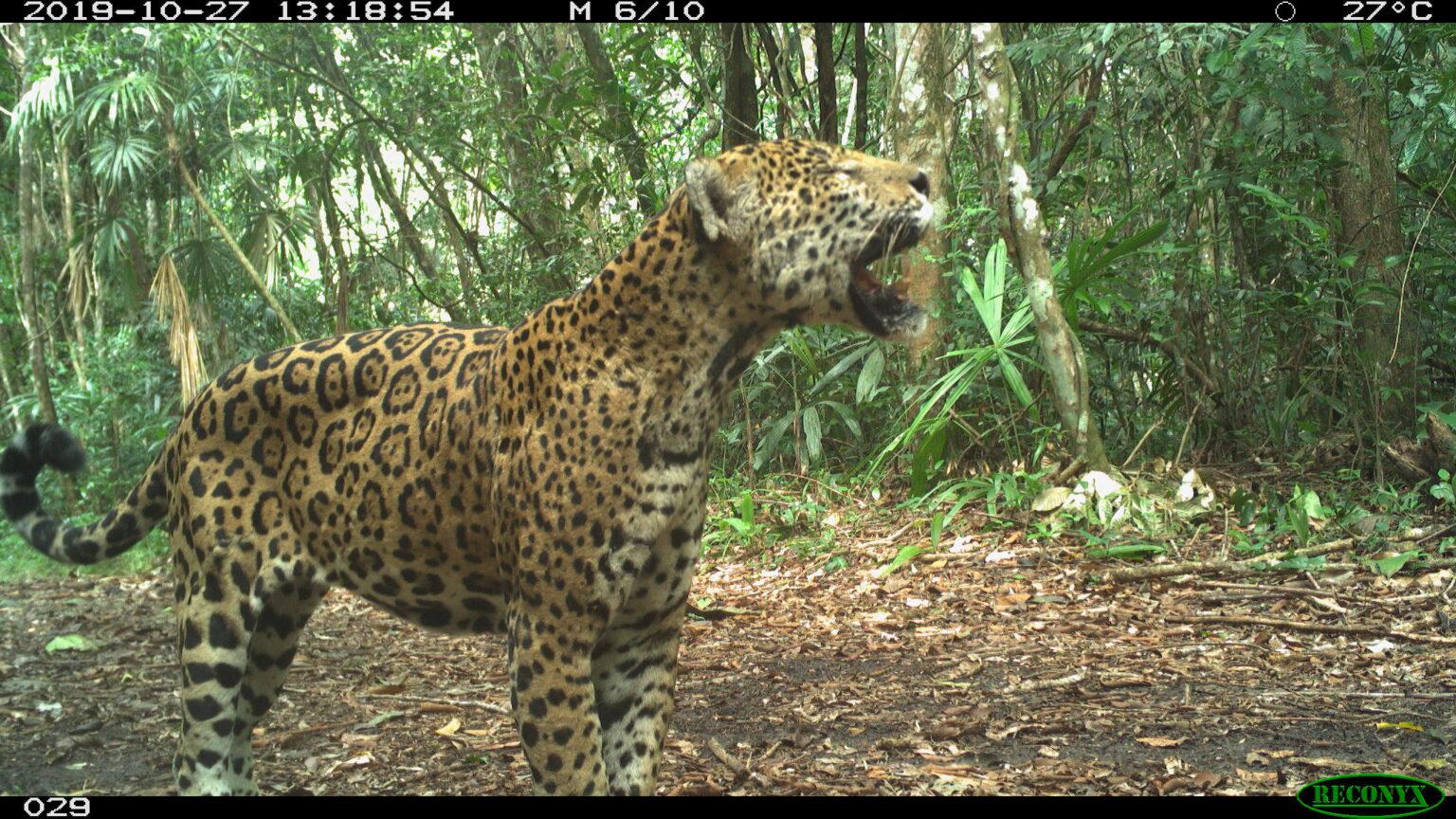 $!Jaguar captado en la Reserva de la Biosfera Maya, en Guatemala.