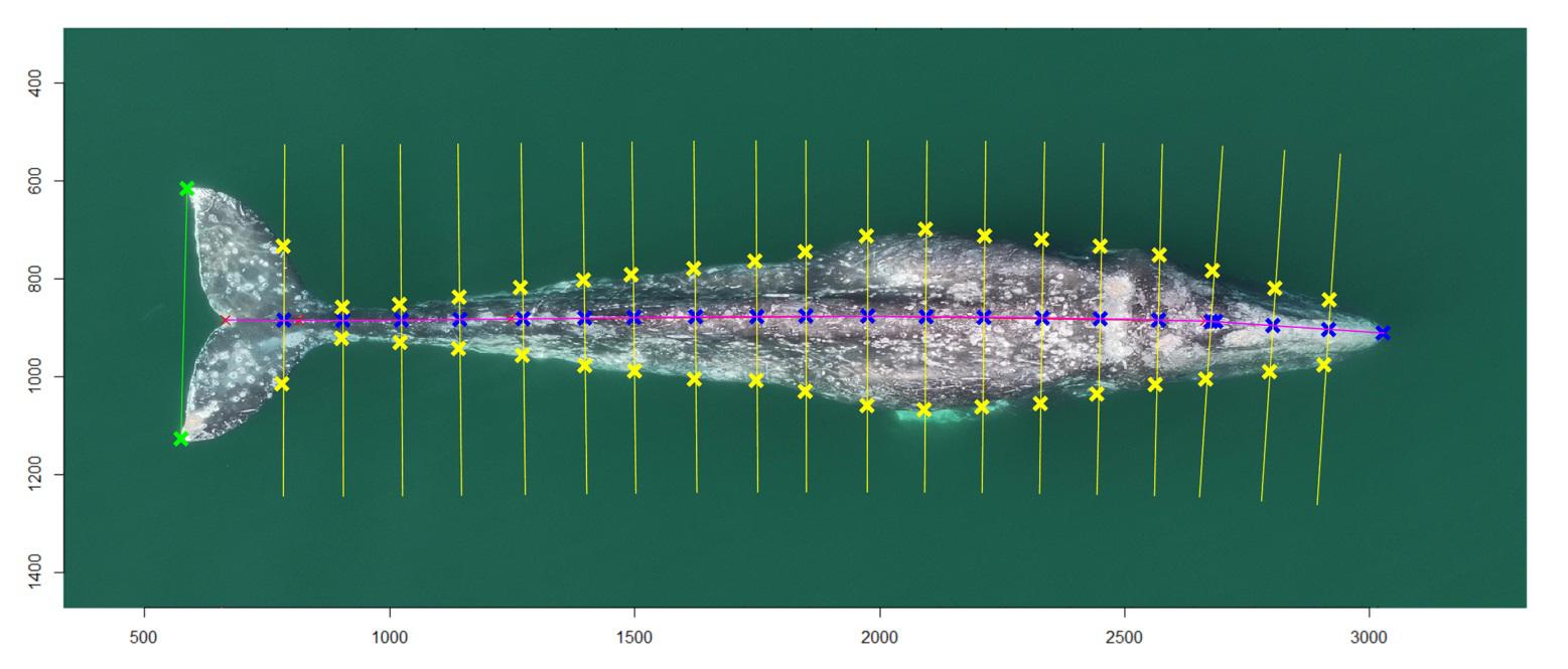 $!Medición de una ballena gris (Eschrichtius robustus).