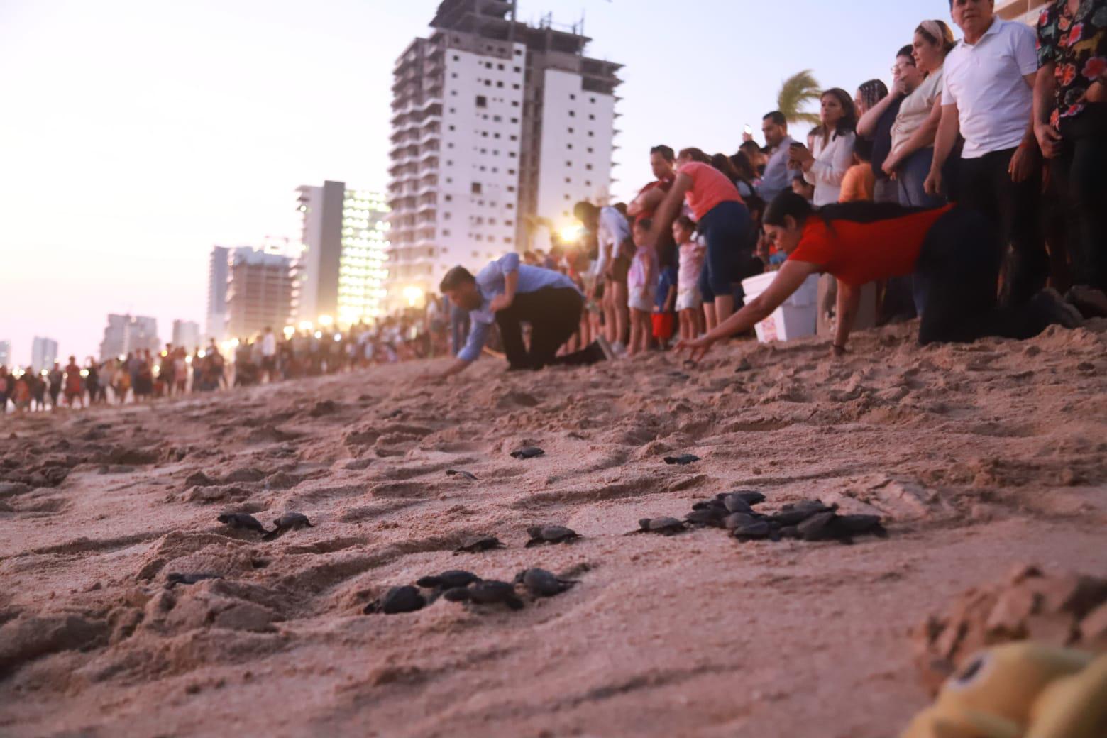 $!Liberan a más de mil 300 crías de tortugas golfinas en Mazatlán