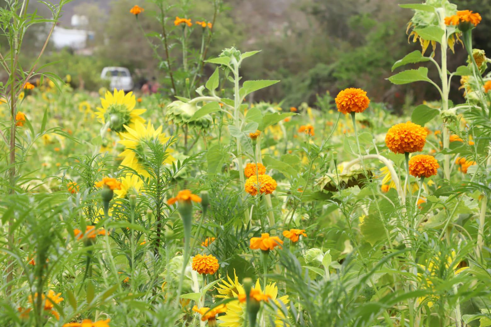 $!Invitan a disfrutar de campo de girasoles en Mazatlán; es su última semana